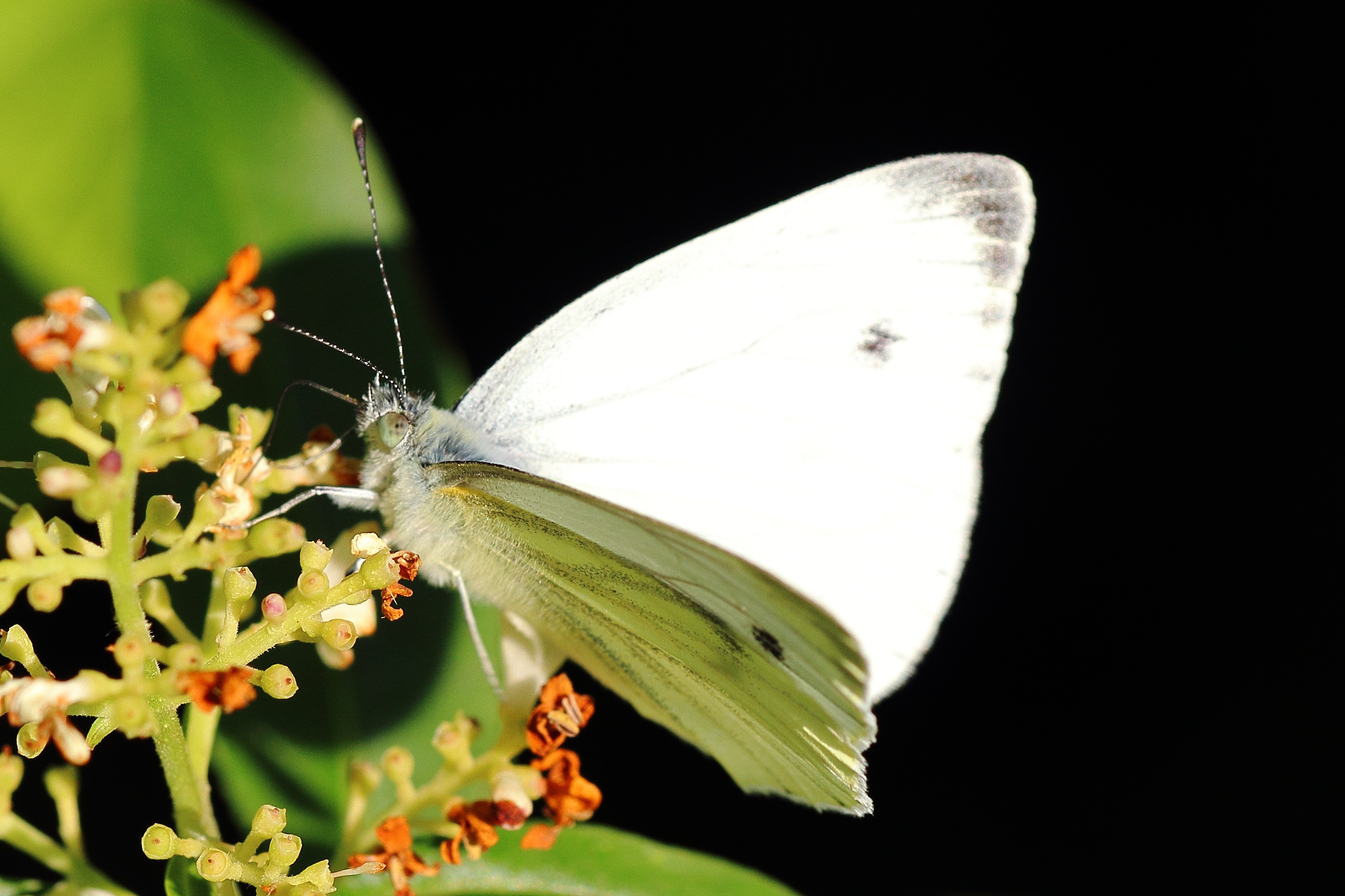 File size: 1.36Mb, White Ling <b>Butterfly</b> picture with tags: white ling, <b>butt...</b>