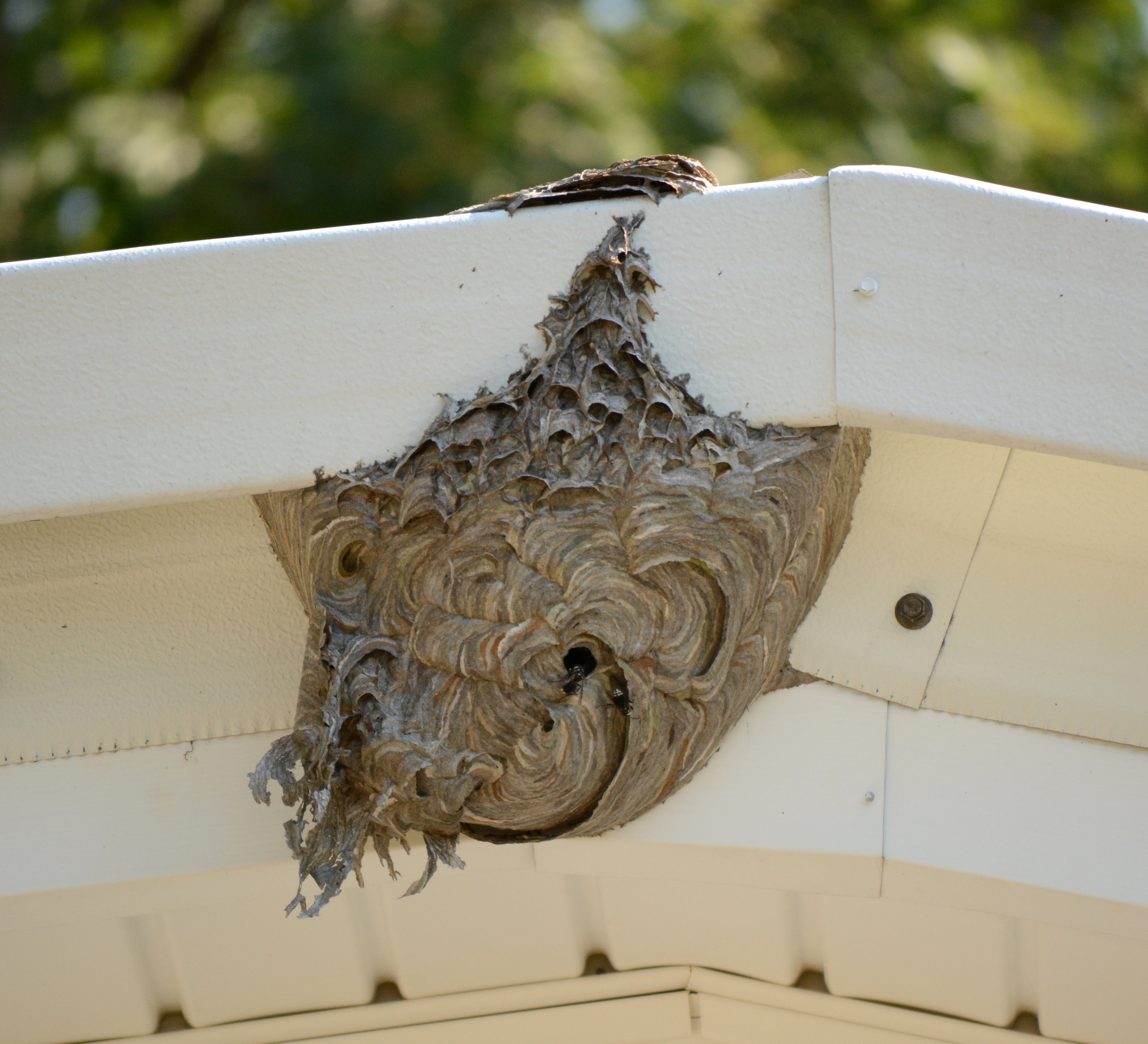 Tazorkis Beehive