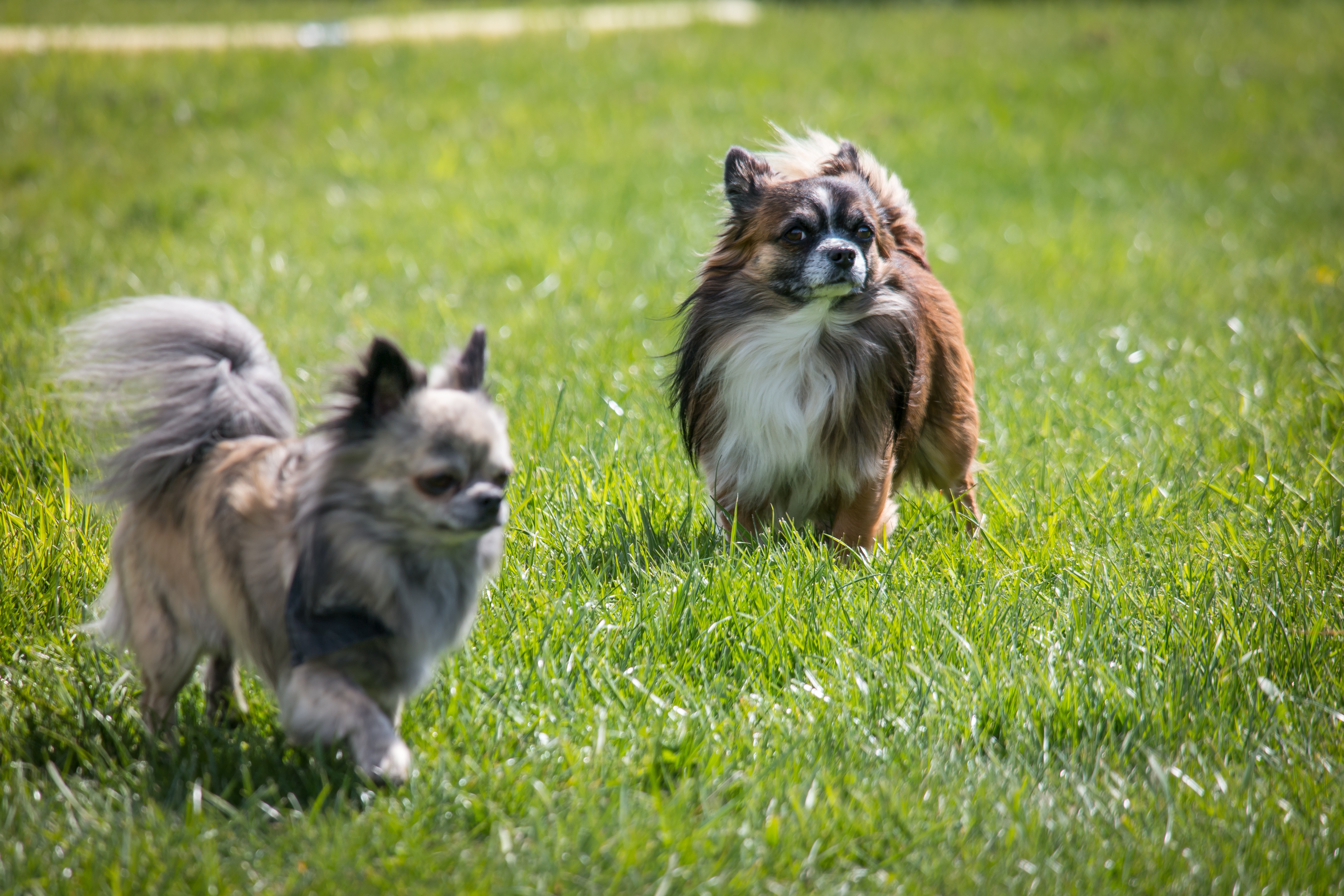 Two Chihuahua Dog Breed Free Image Download
