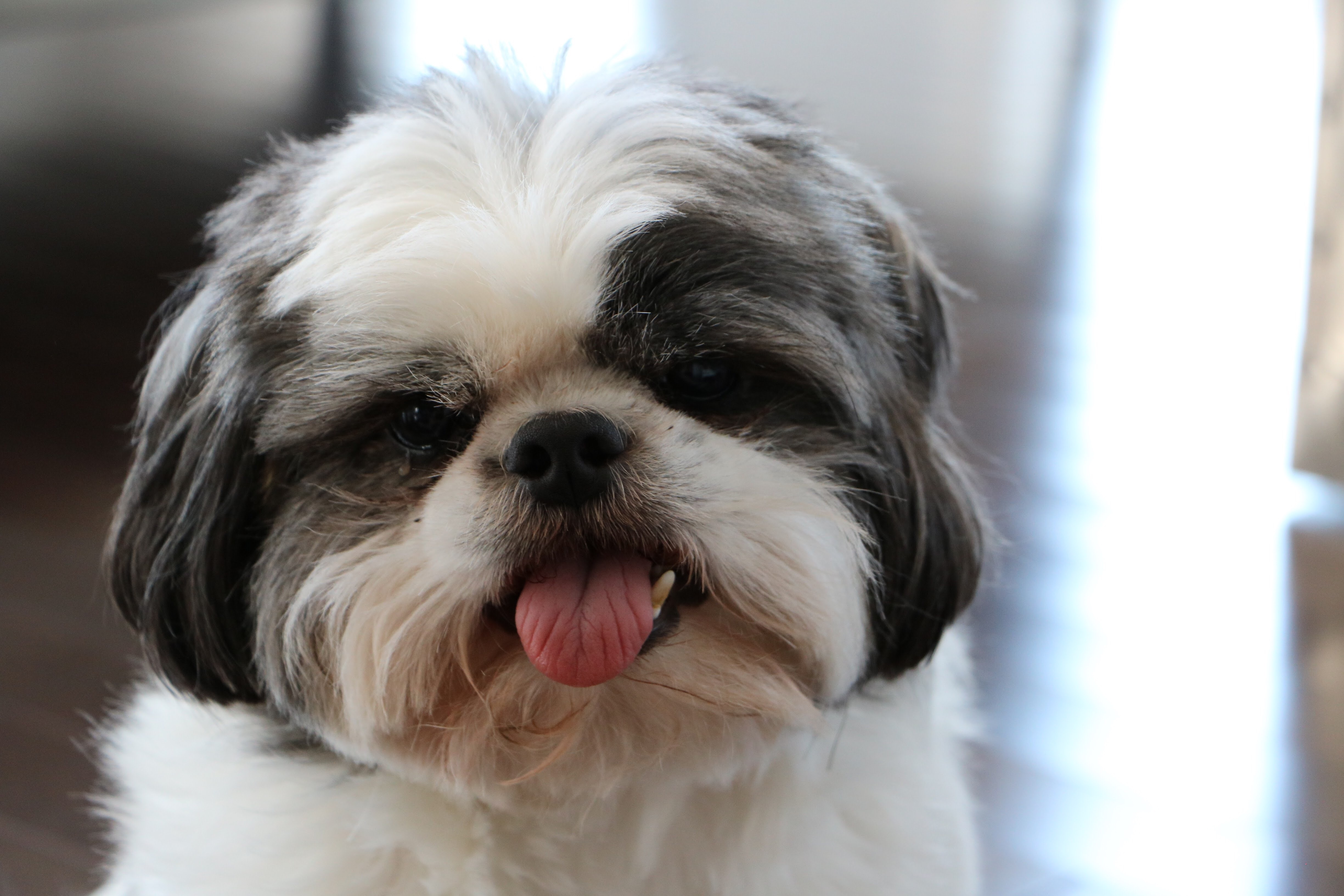 why shih tzu tongue sticks out