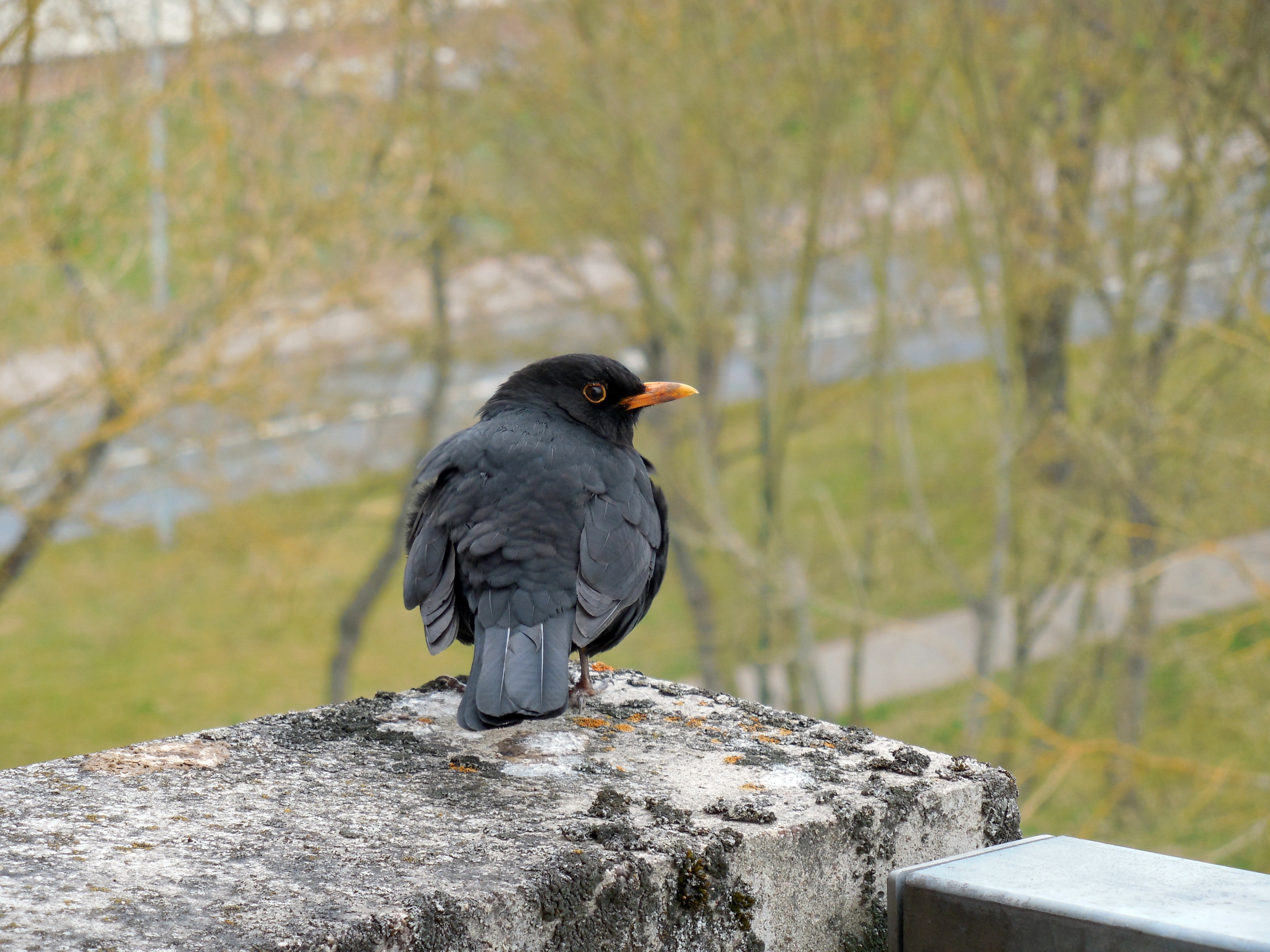 Blackbird sits on the edge of a stone free image download
