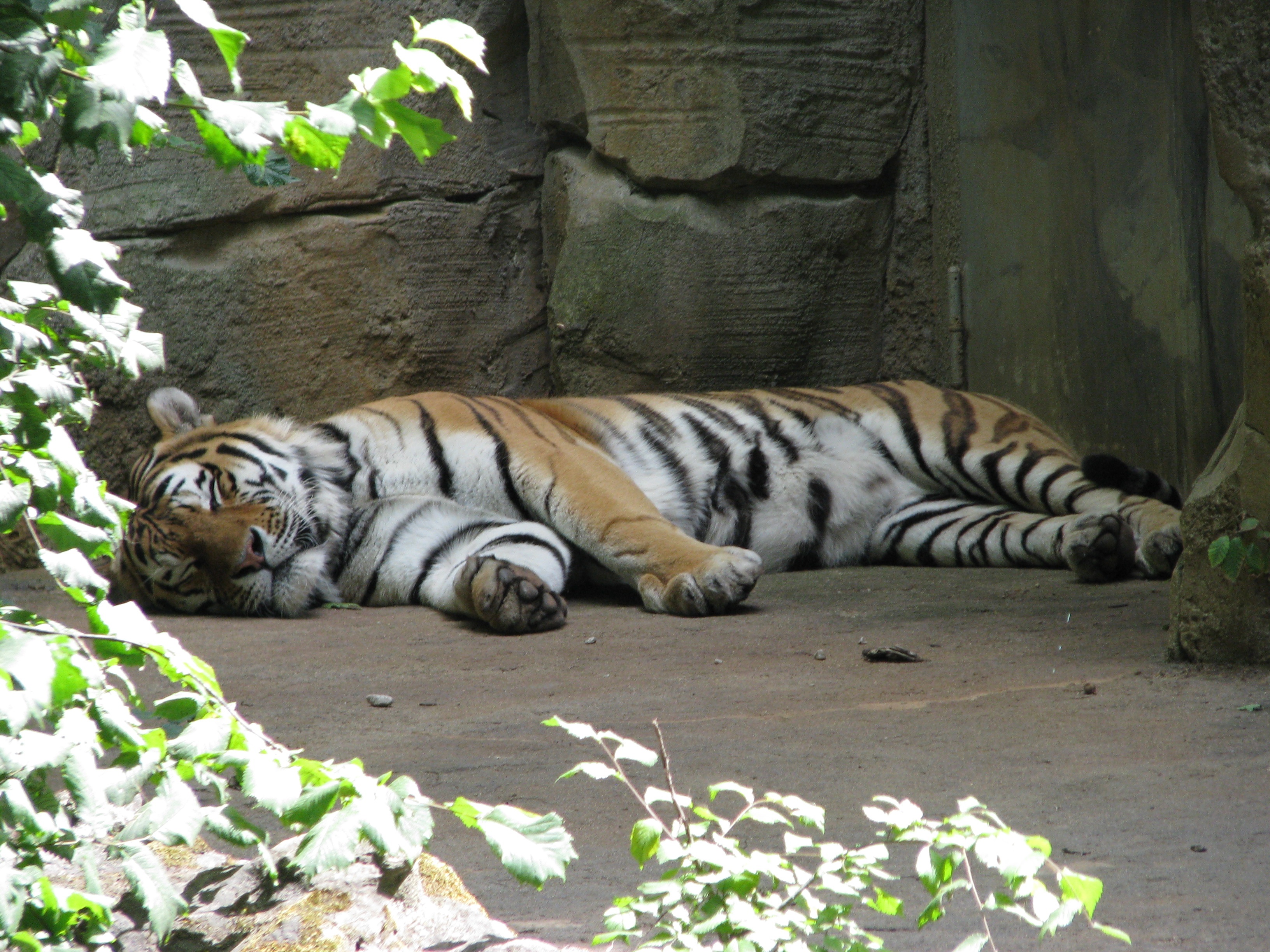 Тигр спит фото