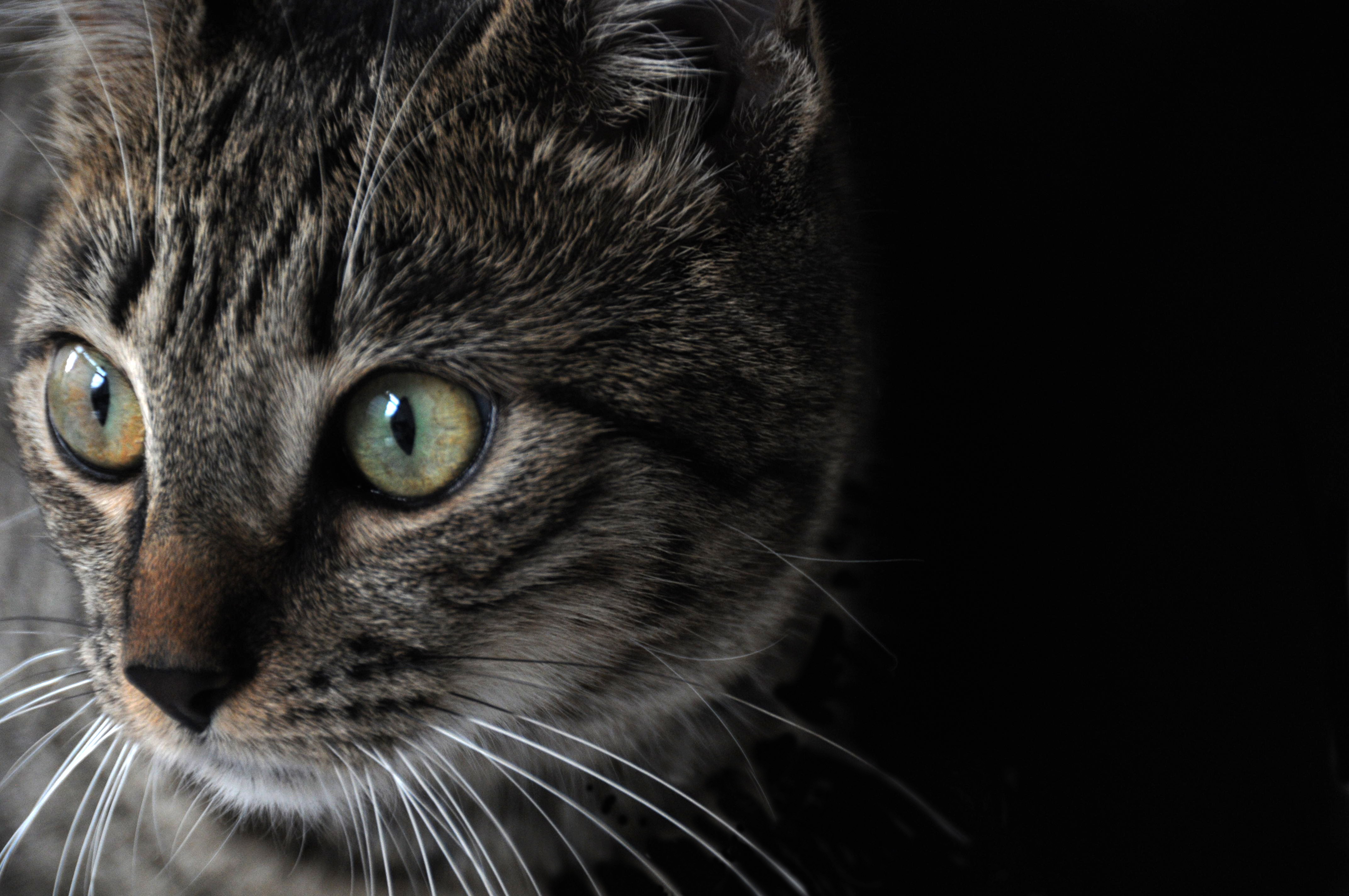 Tigercolored cat free image download