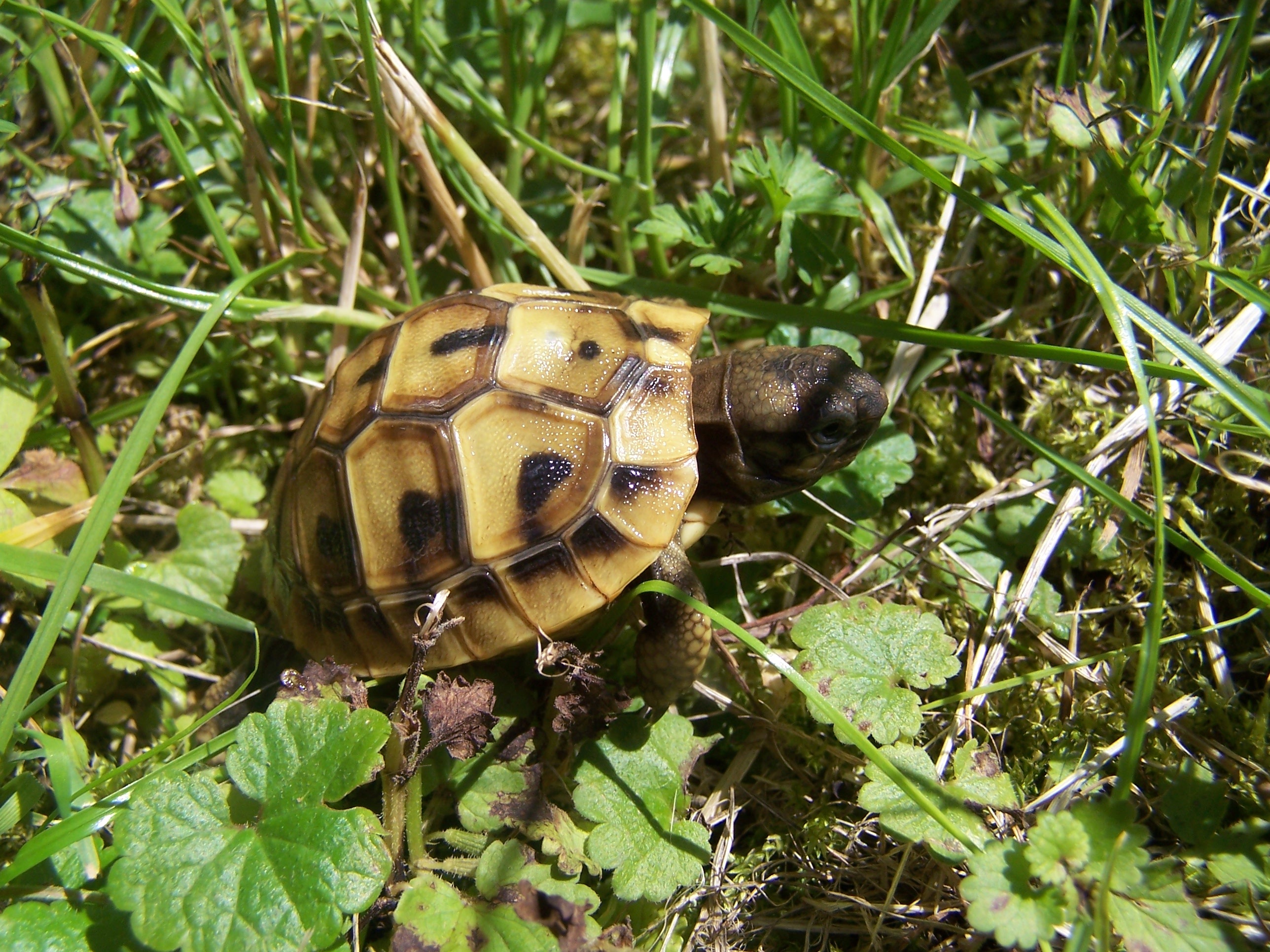 Charming Baby Turtle free image download