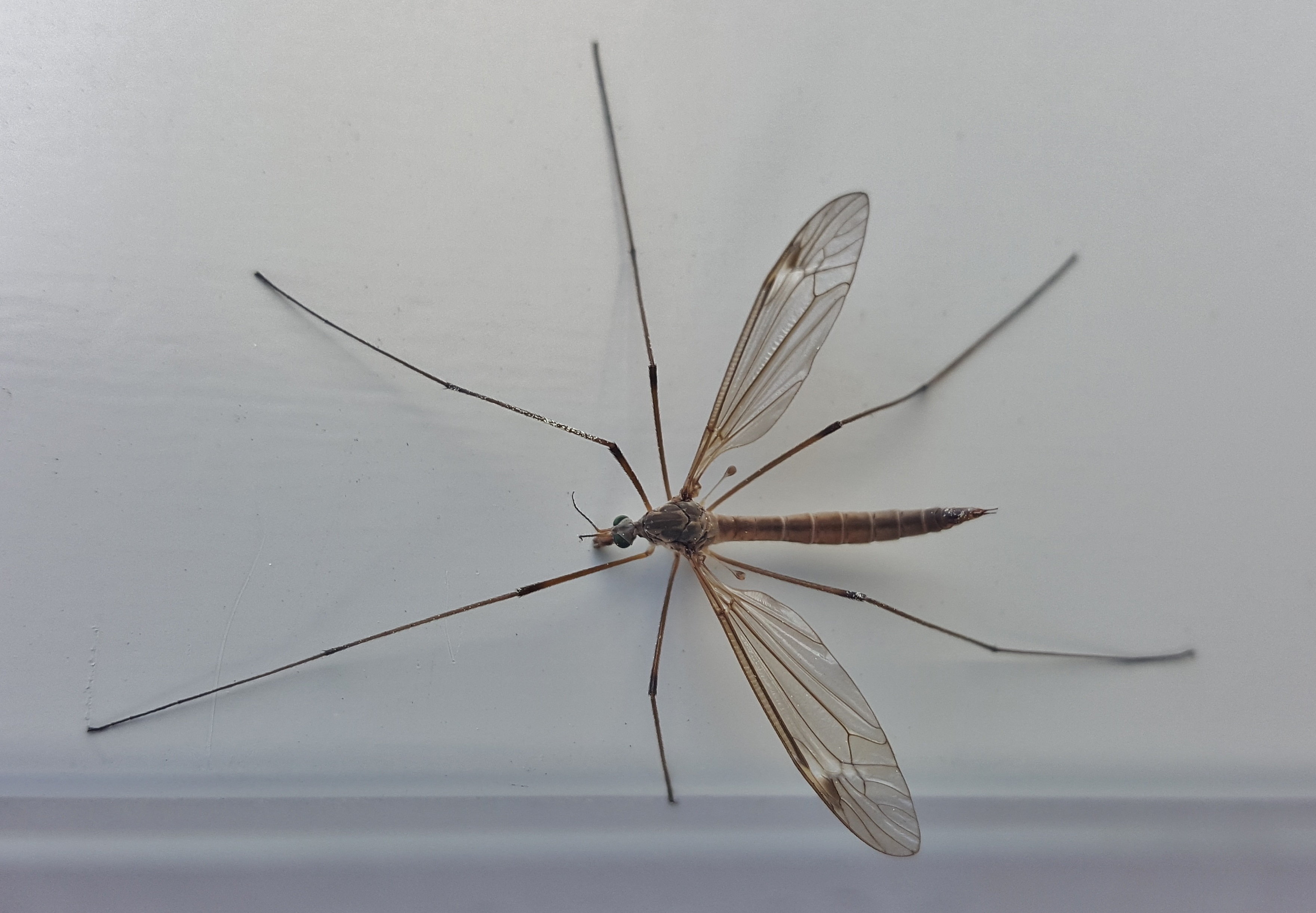 Long-legged Insect Free Image Download