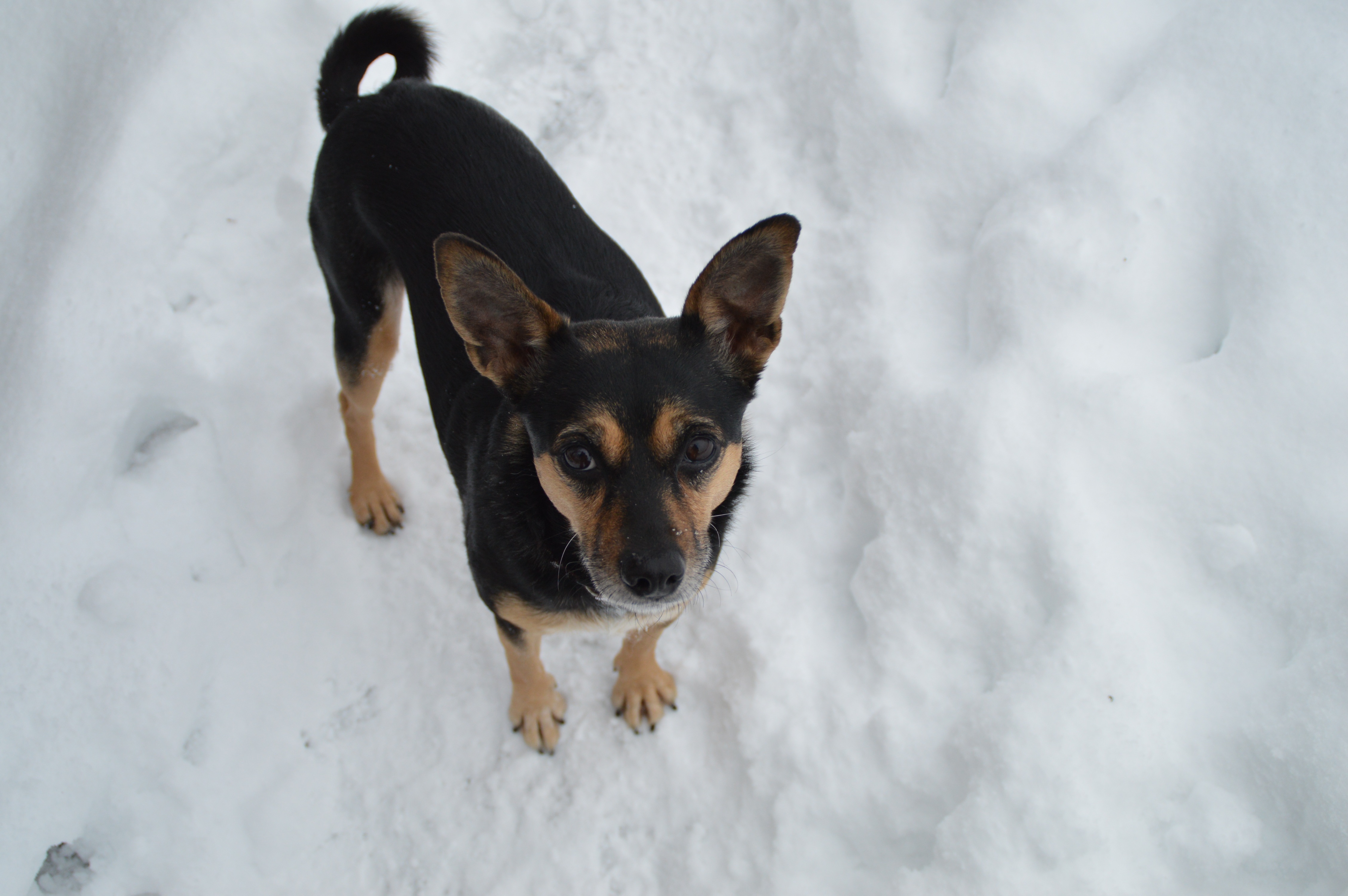 Cute terrier on a snow free image download