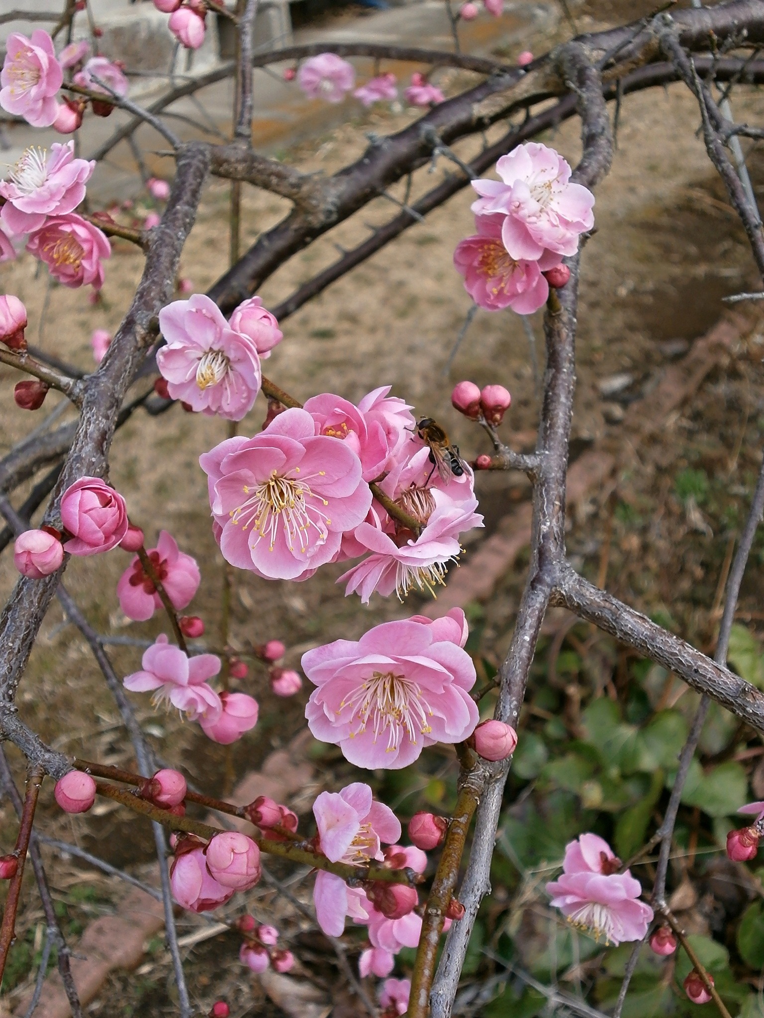 red-plum-blossom-free-image-download