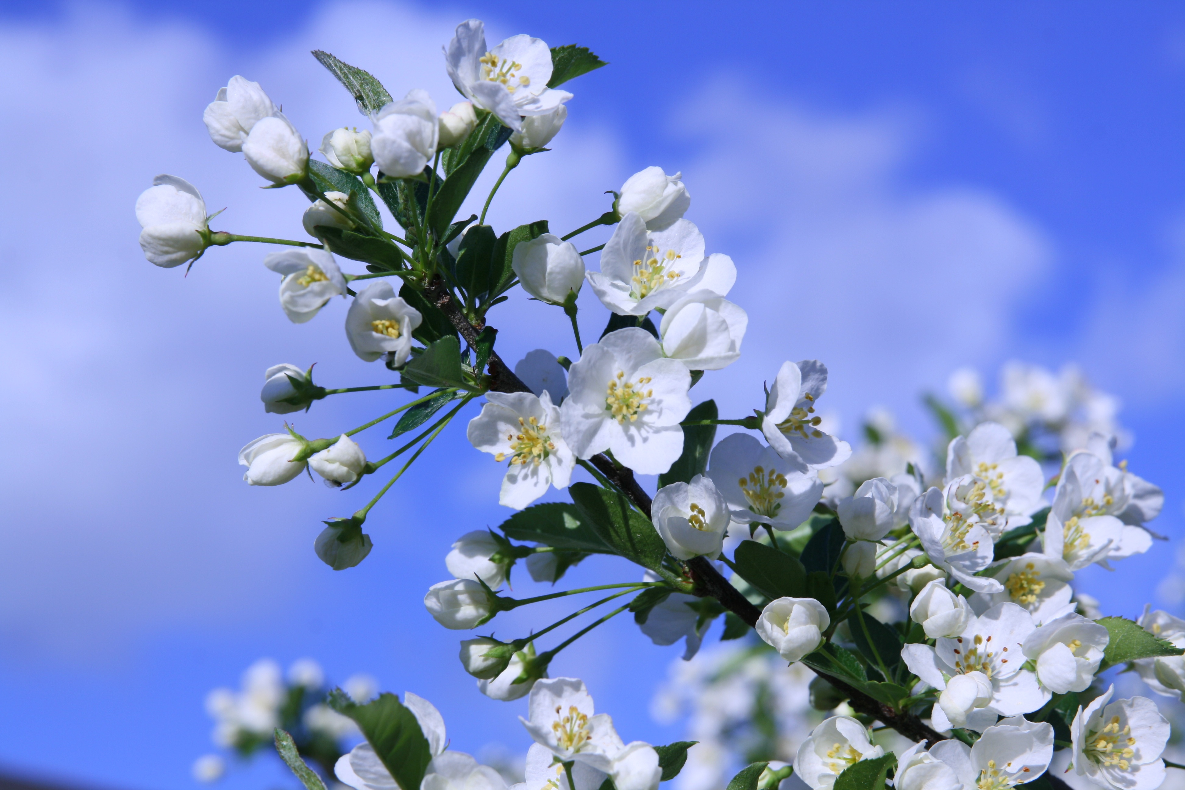 Flowers on a cherry tree branch free image download