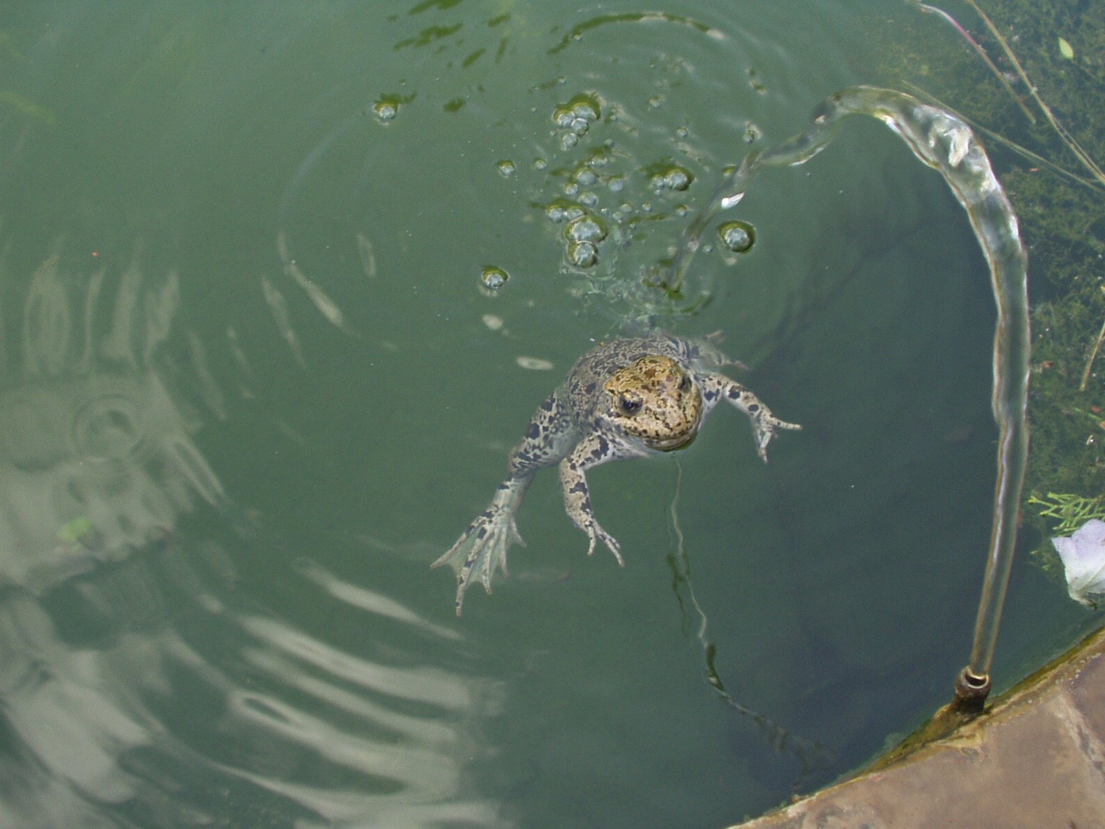Frog in the fountain free image download