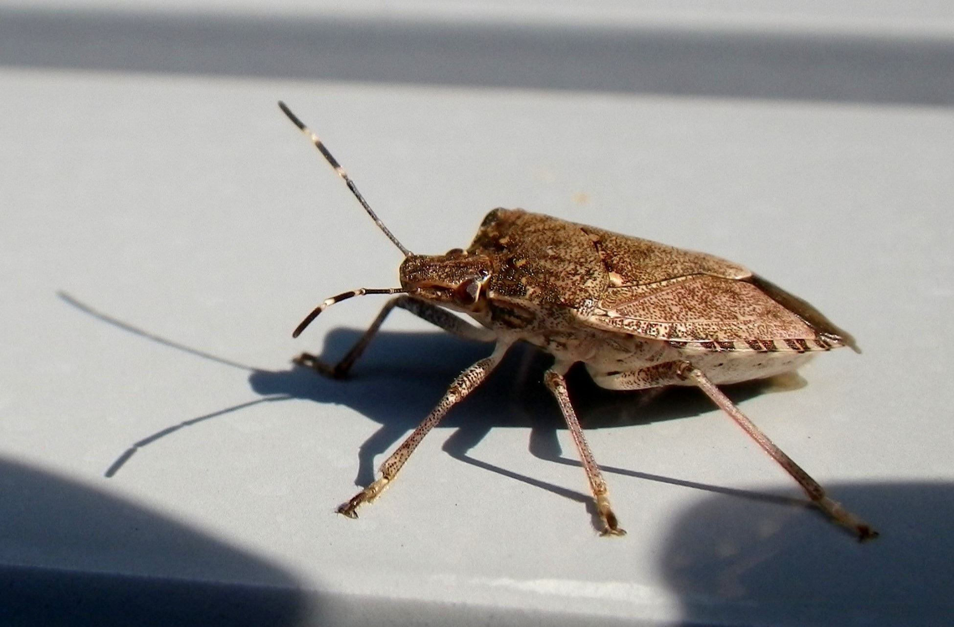 Brown bug on the window sill free image download