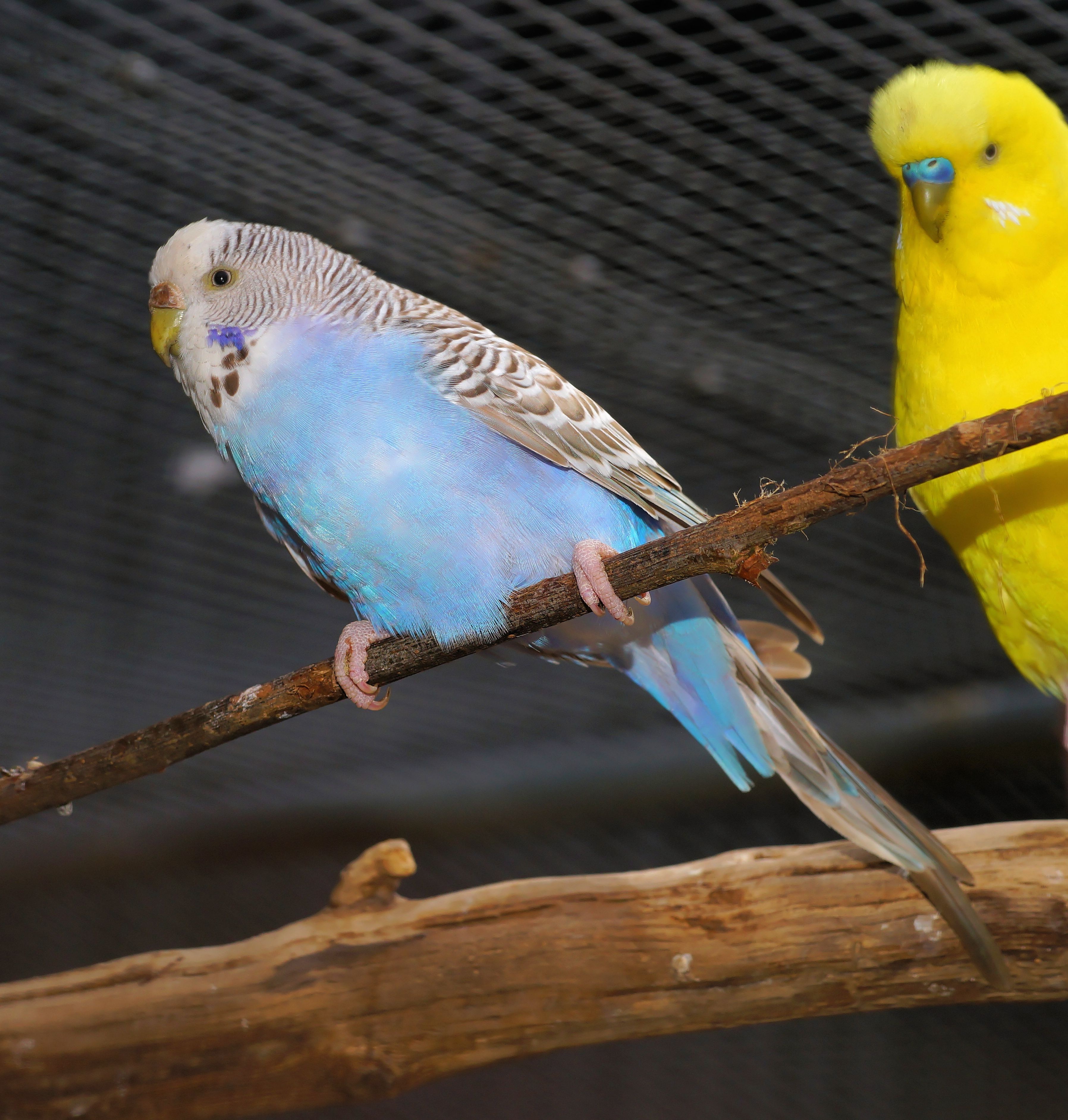 Cute colorful bright little parrots together free image download