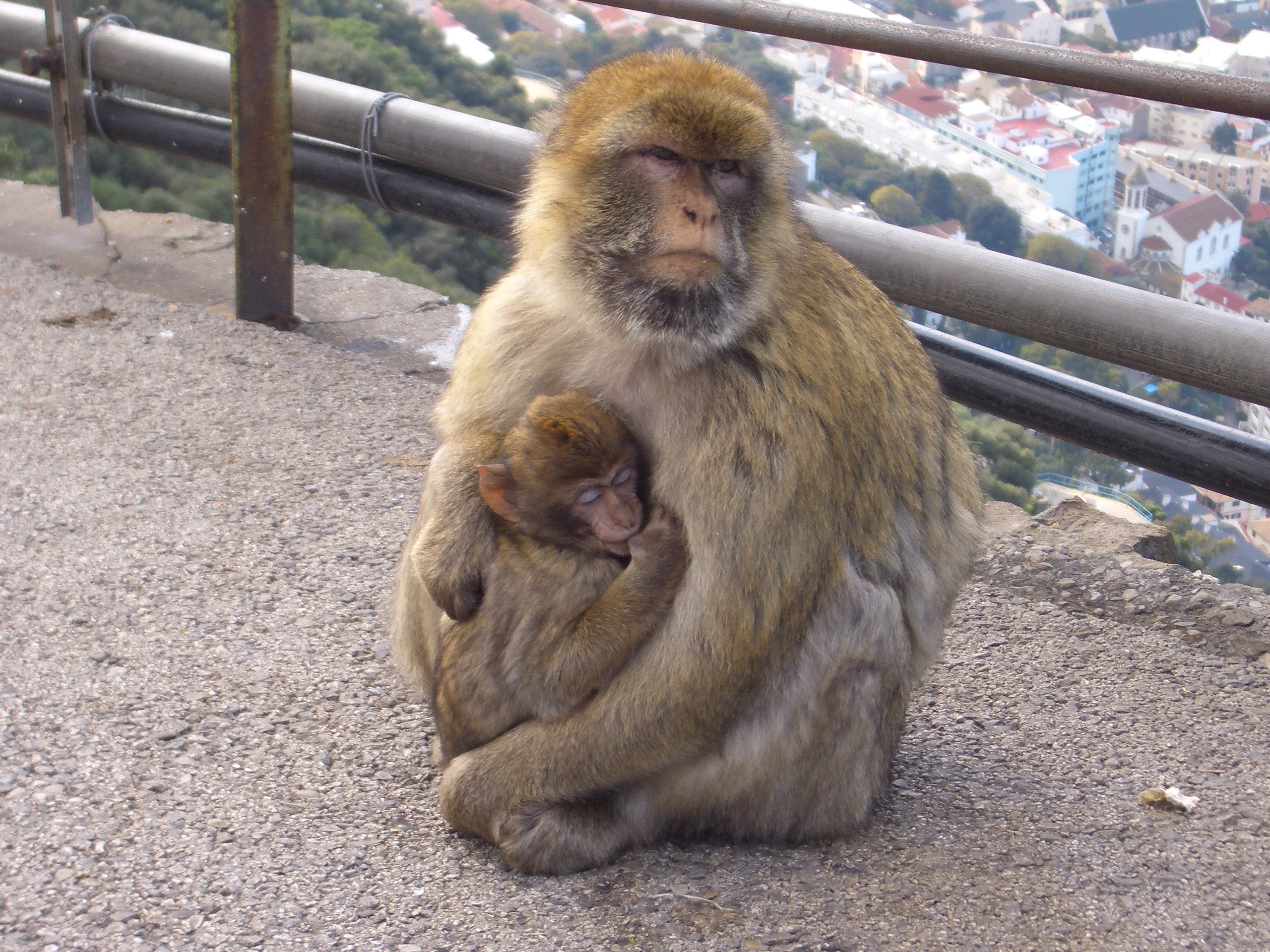 mom-monkey-with-baby-sit-on-the-road-free-image-download
