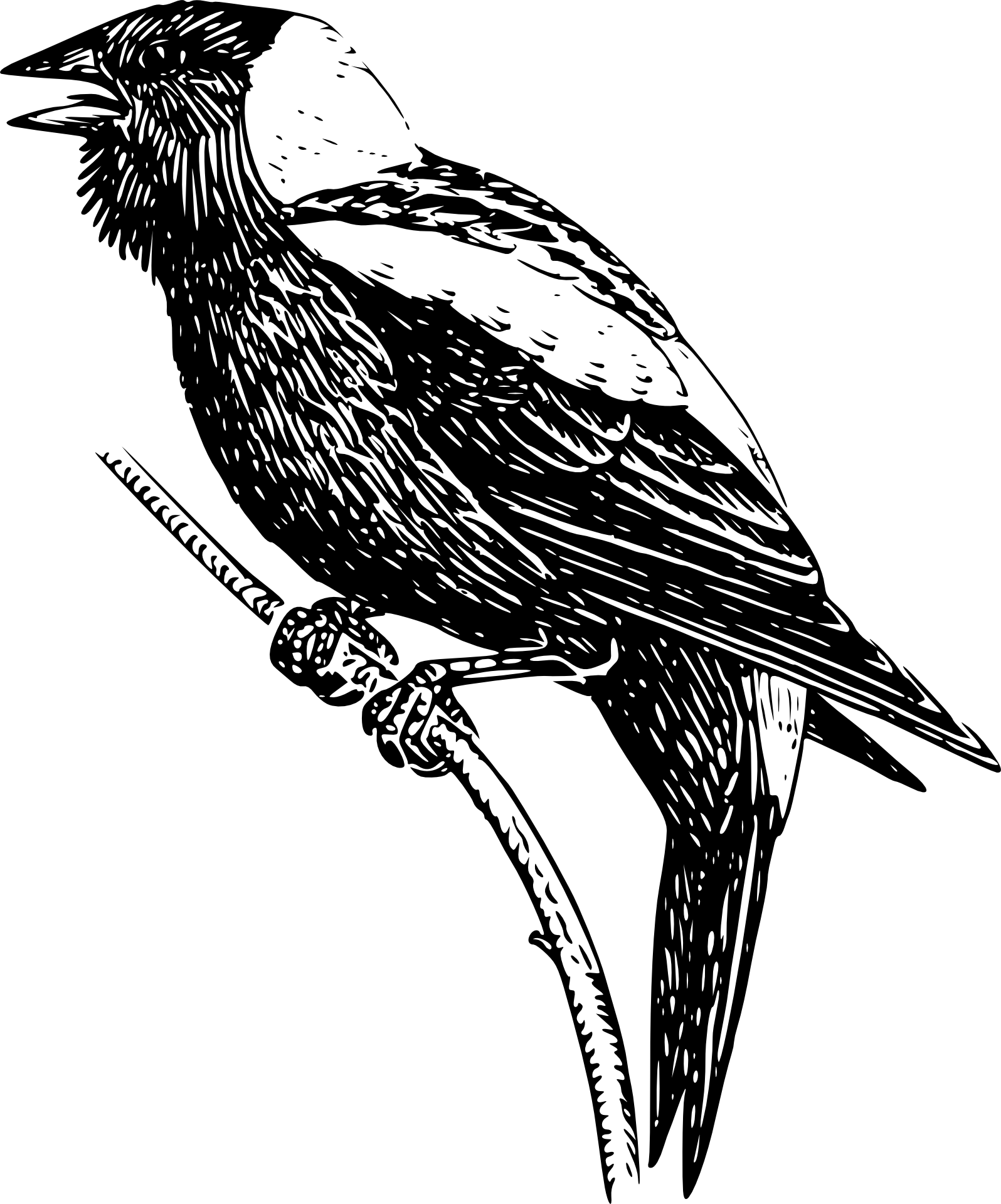 Птица svg. Птица СВГ. Трупиалы рисунки. Рисовый трупиал птица.