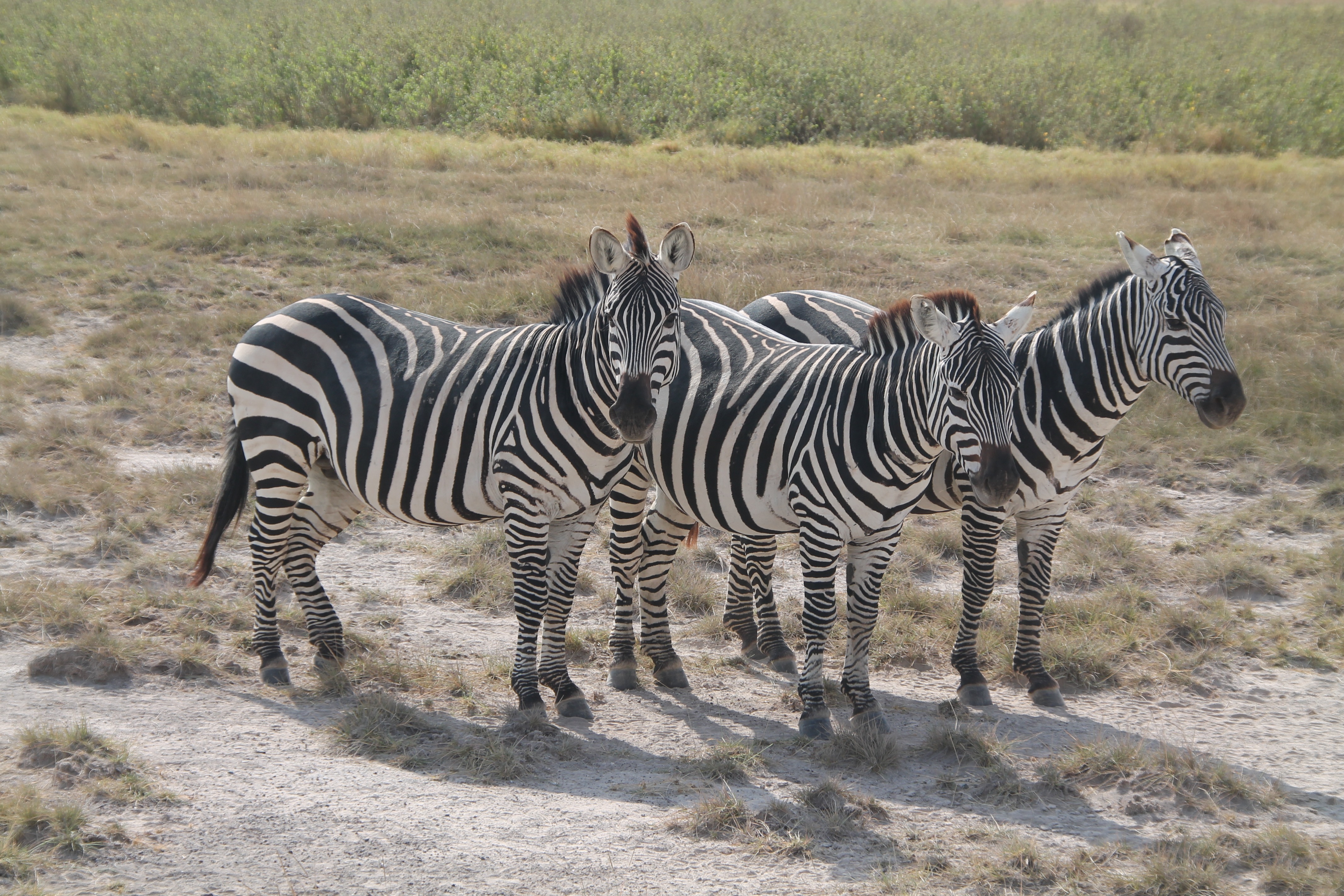 Zebras in the Kenya wildlife free image