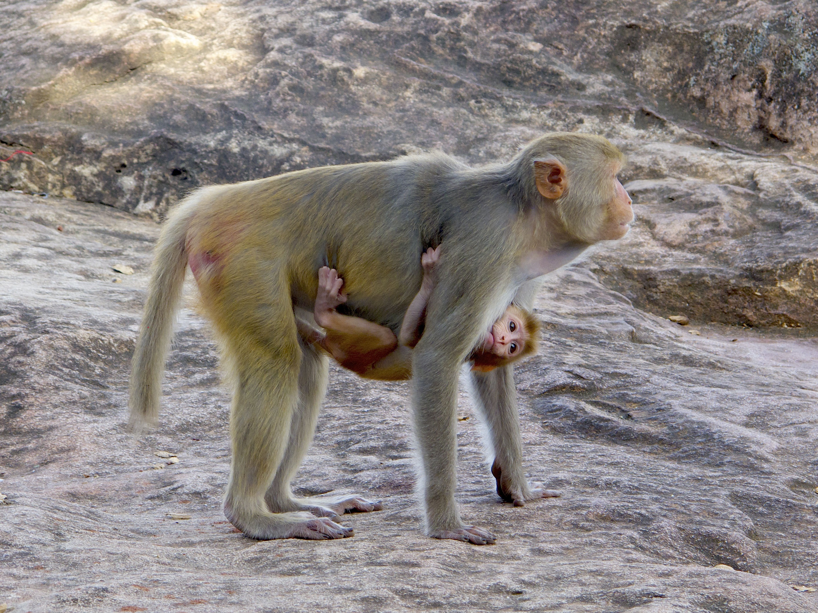 Female Macaque With Young In The Wild Free Image Download 8834