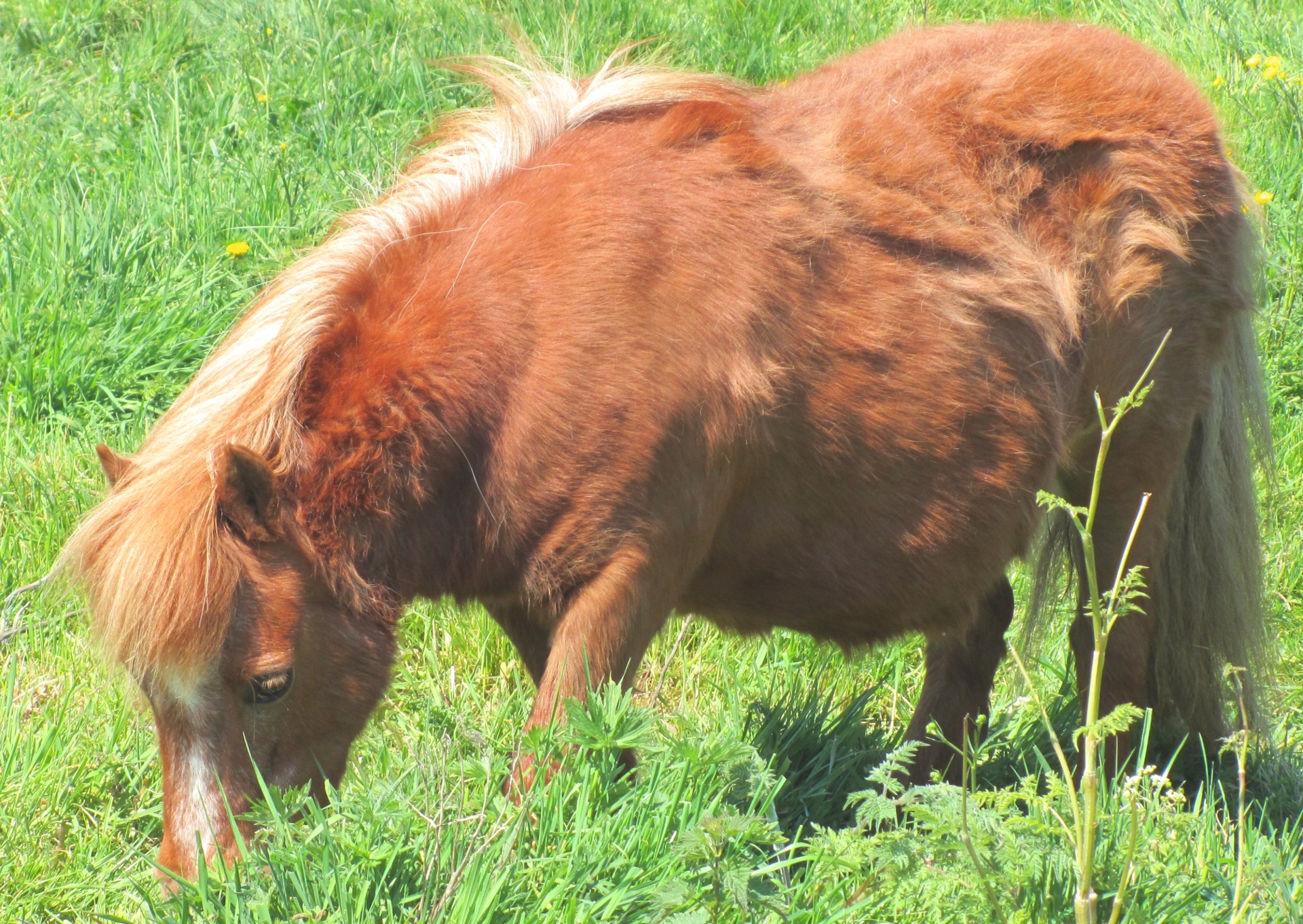 Red Shetland Pony grazing on meadow free image download