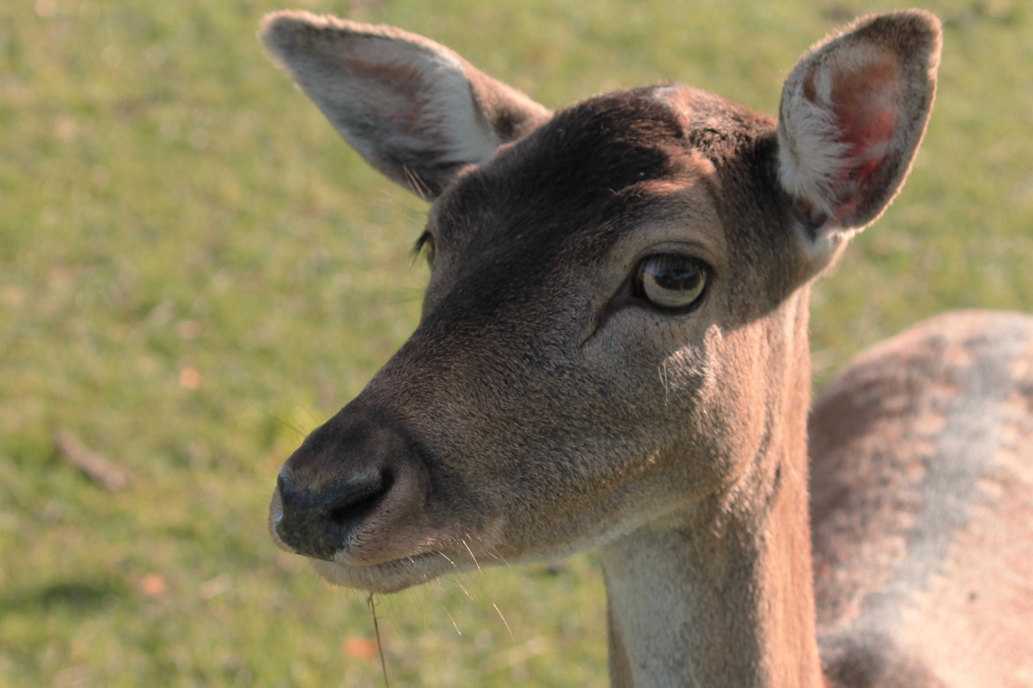 Roe Deer head close up free image download