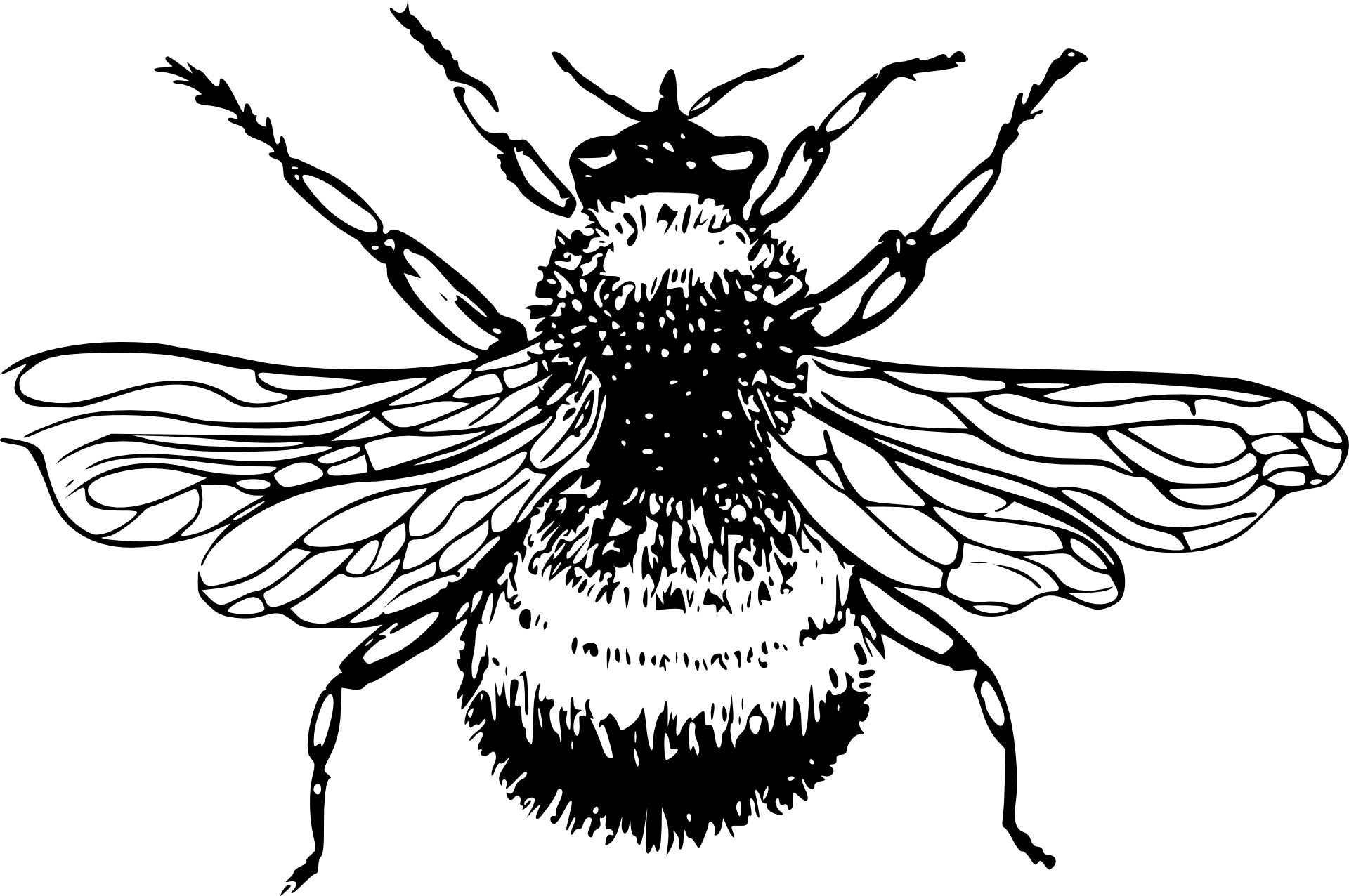 Белая пчела