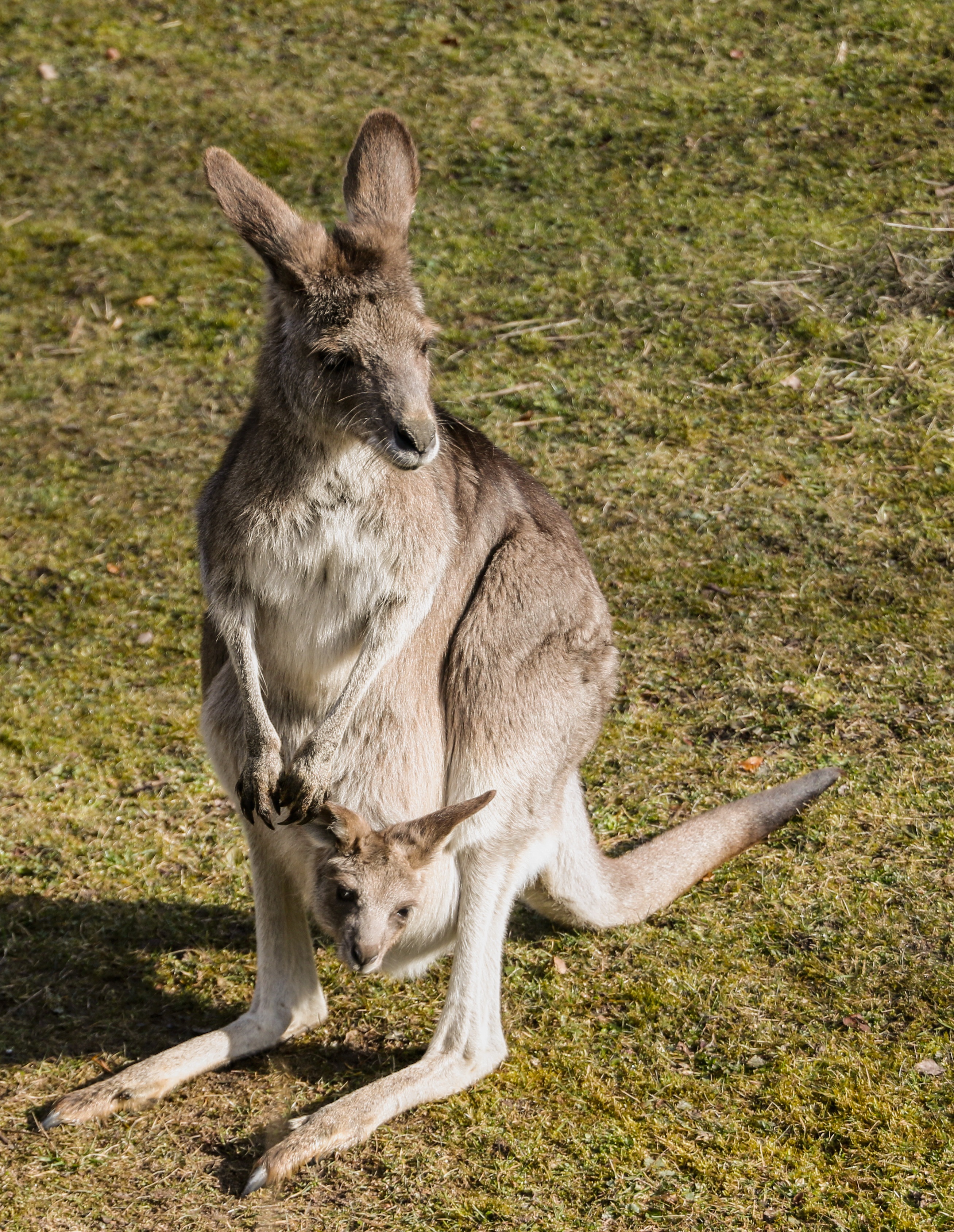 Есть ли сумка у самца кенгуру