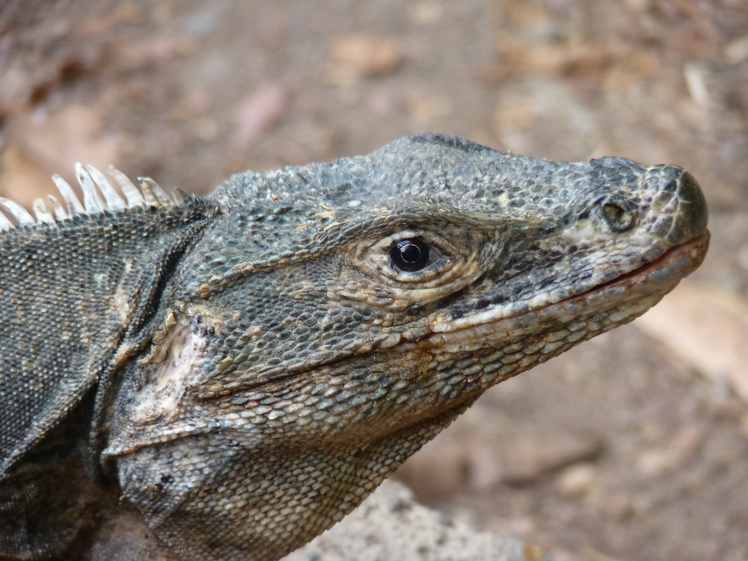 Large Reptile In Habitat On Costa Rica Free Image Download