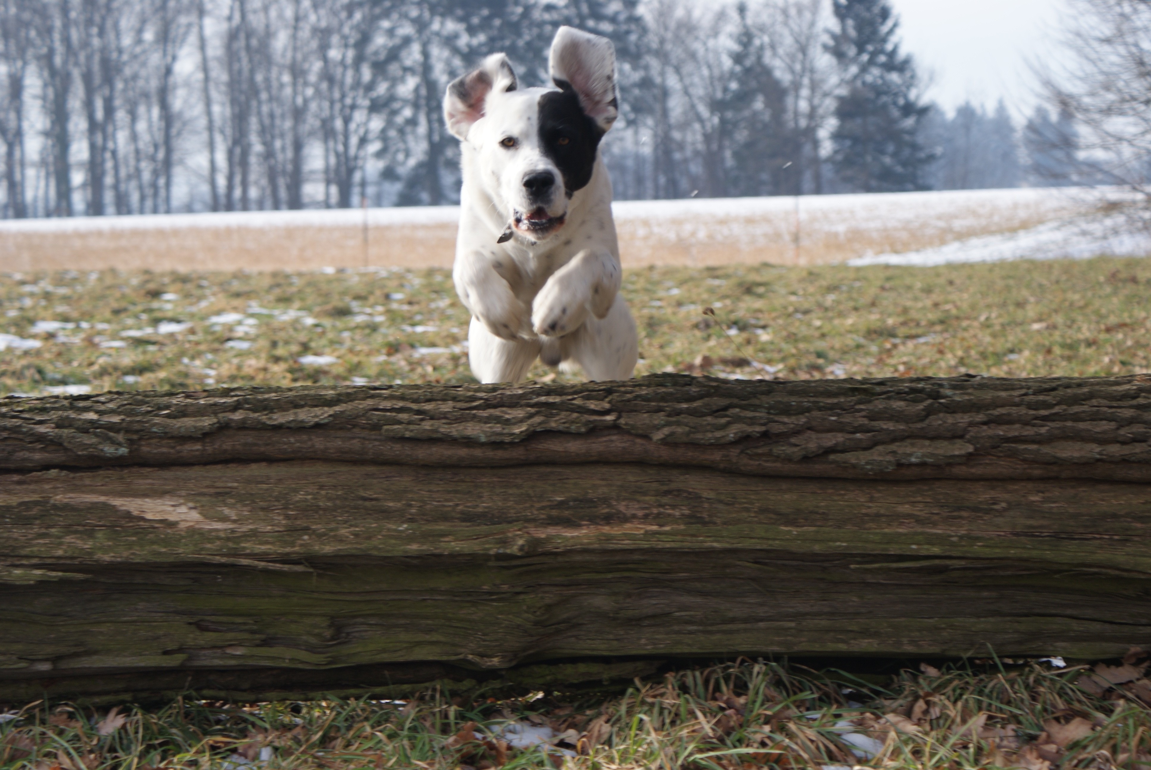 Jump over the dog. Подвижные собаки. Подвижная собака. Маленькие подвижные собаки. Картинки самых подвижных собак.