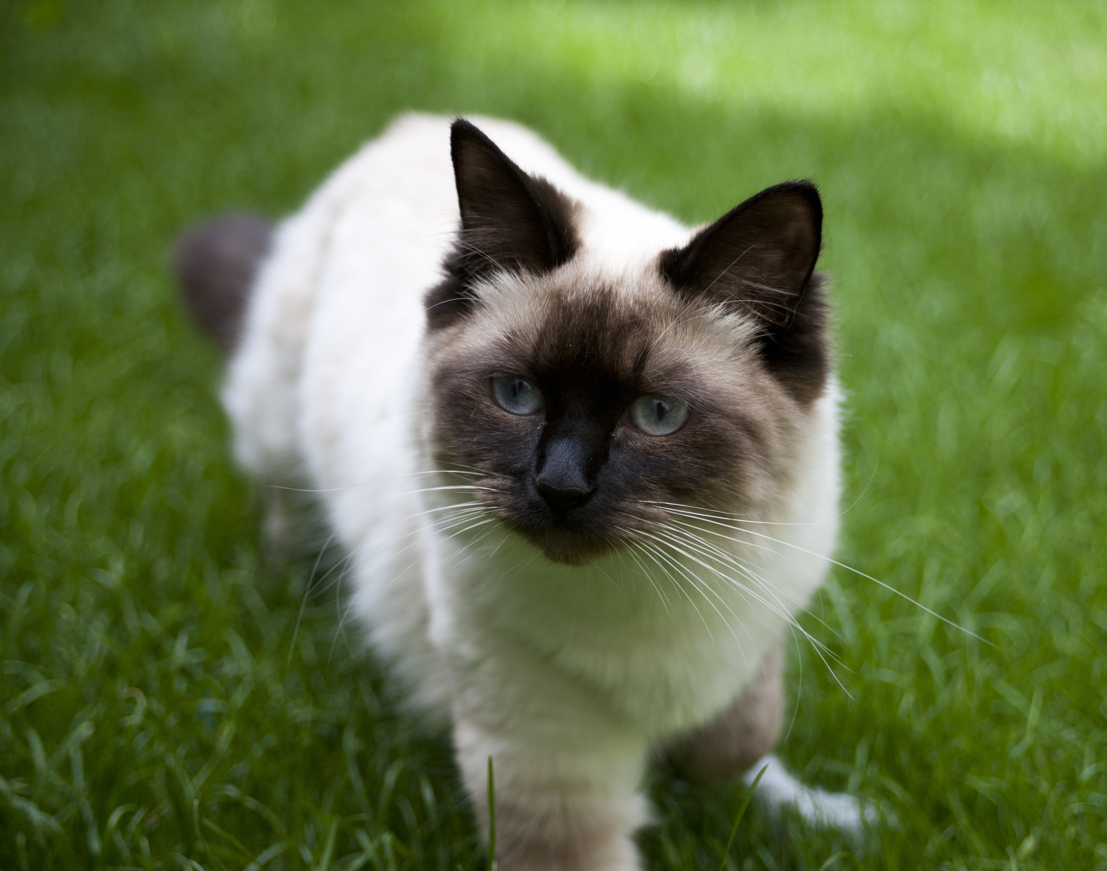ragdoll brown