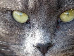 A view of grey cat with green eyes