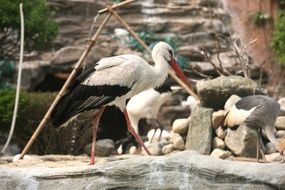 portrait of Stork birds in Zoo