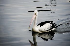 black and white pelican is swimming in a pond