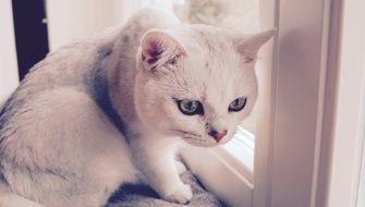 Cat Animal Hunched