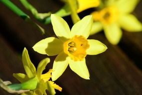 yellow dwarf Daffodils, macro