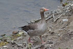 elegant neck of a waterfowl goose