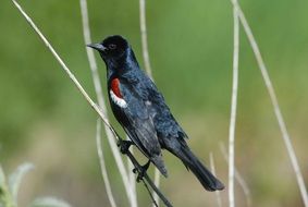 tricolor bird on the ground of a plant