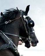Horse Quine