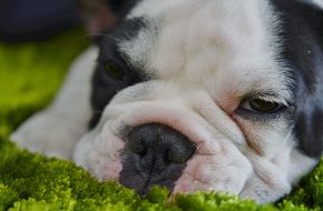 dreamy black and white bulldog puppy