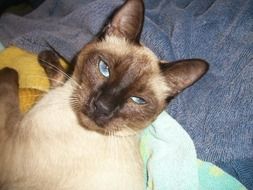 Siamese Cat looking up