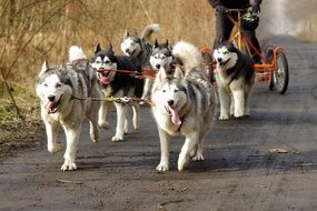 Husky dogs pull the cart