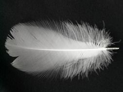 white bird feather on black surface