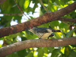 Hui starling on the tree