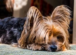 tired yorkshire terrier