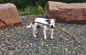Jack Russell Dog playing with a stick
