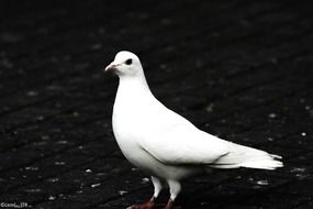 white dove on the black roof