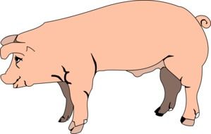 drawing of a clean pig on a white background