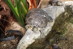 little turtle in the wild