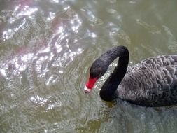 Australian Black Swan