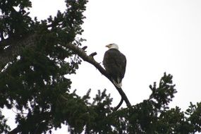 eagle on a tree branch with green leaves