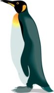 drawn penguin on a white background