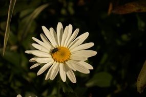insect on a white daisy