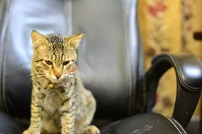 beautiful and cute Domestic Pet
