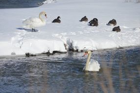 swans on the winter pond